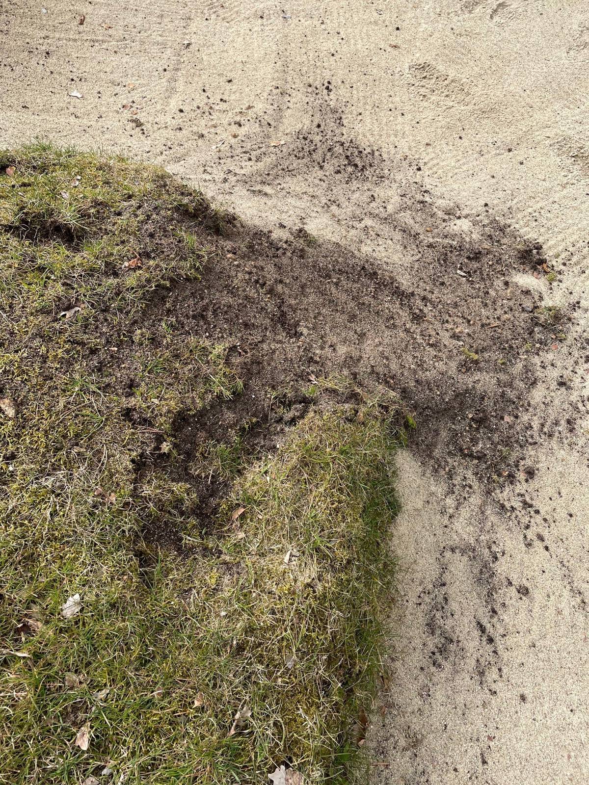 Skada gjord genom att golfare går upp på den höga delen av bunkern